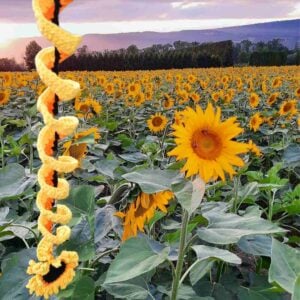 Crochet Sunflower wind spinner pattern