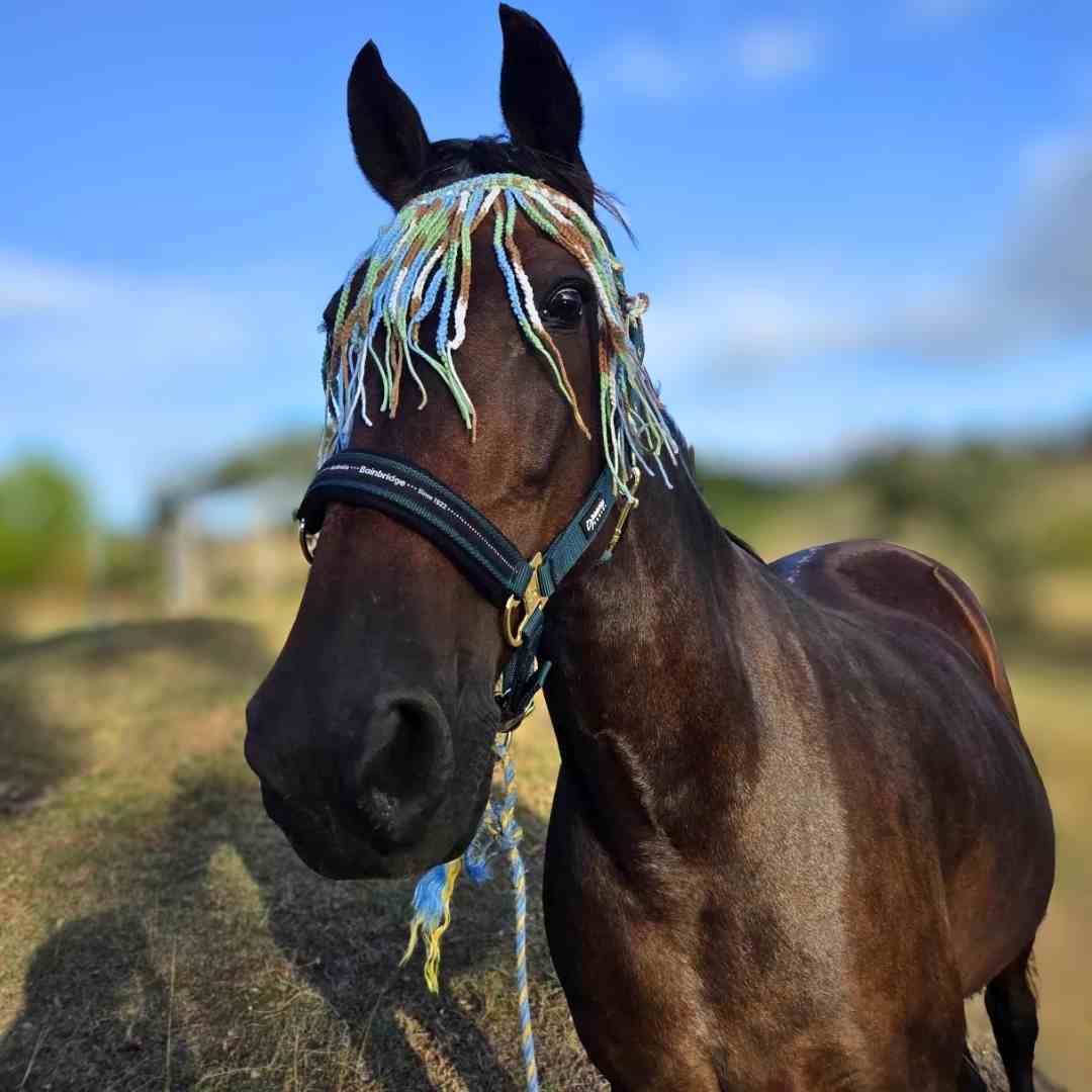 Horse fly fringe crochet pattern (Alix Gayford)