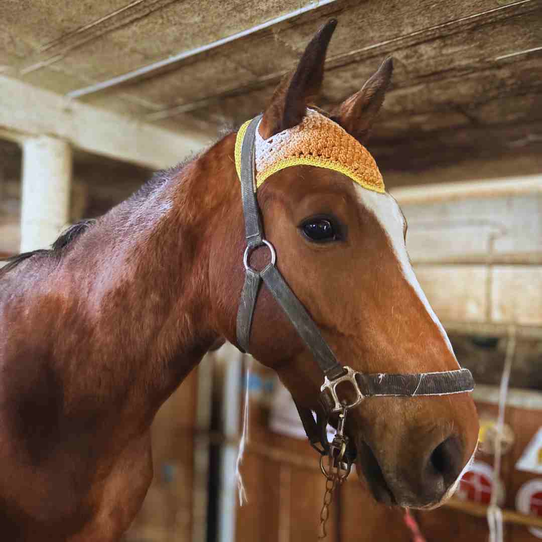 Granny Stitch Horse Bonnet Crochet Pattern PDF – Crochet Fly Bonnet - Image 9
