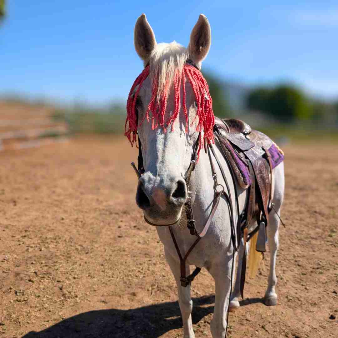 horse fly fringe crochet pattern (Jenn Hull)