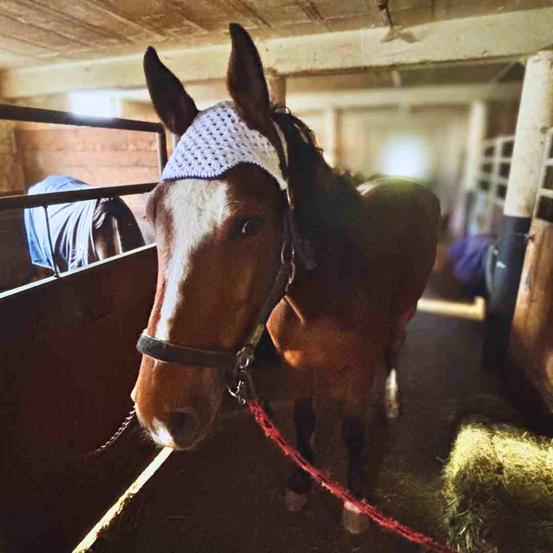 how to crochet granny stitch horse bonnet