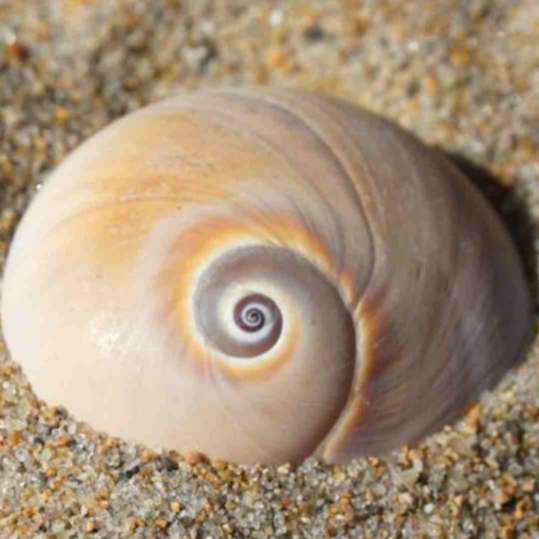 Spiral Seashell crochet pattern Spiral Seashell crochet pattern